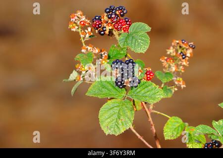 Das Bild zeigt reife, dunkelviolett-schwarze Brombeeren (Rubus fruticosus agg.), die auf einem dornigen grünen Brombeerstrauch in Swillington wachsen Stockfoto