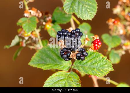 Das Bild zeigt reife, dunkelviolett-schwarze Brombeeren (Rubus fruticosus agg.), die auf einem dornigen grünen Brombeerstrauch in Swillington wachsen Stockfoto