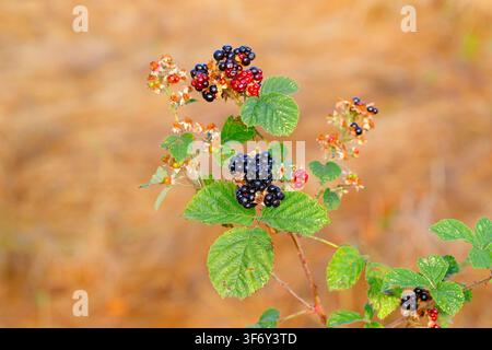 Das Bild zeigt reife, dunkelviolett-schwarze Brombeeren (Rubus fruticosus agg.), die auf einem dornigen grünen Brombeerstrauch in Swillington wachsen Stockfoto