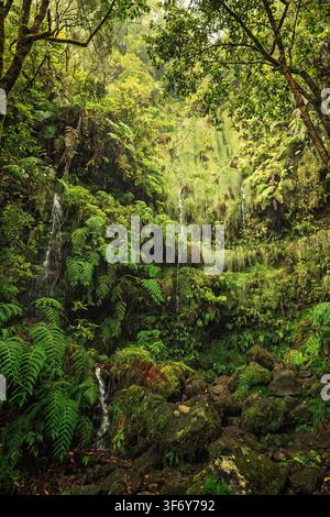 Santana, Portugal - 04.12.2025: Tropischer Regenwald mit kaskadierendem Wasser über moosbedeckten Steinen und lebendigen grünen Farnen Stockfoto