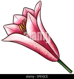 Botanische Illustration einer Lilienblumenkollektion isoliert auf weißem Hintergrund. Handgezeichnete Blumenelemente als Cliparts für Hochzeitseinladungen, Geburtstage Stockfoto