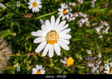 Hochwinkel-Makroaufnahme einer weißen Oxaugen-Tulpe mit hellem gelbem Zentrum, die zwischen grünem Gras und Wildblumen auf einem sonnigen Feld blüht, ideal f Stockfoto
