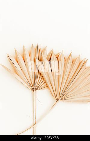 Minimalistische Anordnung von getrockneten Fächerpalmenblättern auf einem hellen neutralen Hintergrund mit Kopierraum. Oberansicht Stockfoto