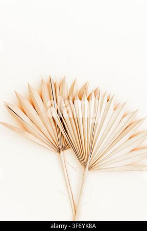 Minimalistische Anordnung von getrockneten Fächerpalmenblättern auf einem hellen neutralen Hintergrund mit Kopierraum. Oberansicht Stockfoto