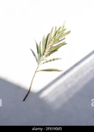 Grüner Olivenzweig mit schmalen Blättern wirft einen langen Schatten auf einen weißen Hintergrund. Top-Down-Ansicht. Kopierraum Stockfoto