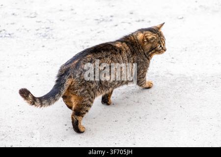 Eine getigerte Katze mit braunen und schwarzen Streifen schreitet über eine helle Außenbodenfläche und unterstreicht die aufmerksame und neugierige Natur eines agilen Haustiers Stockfoto