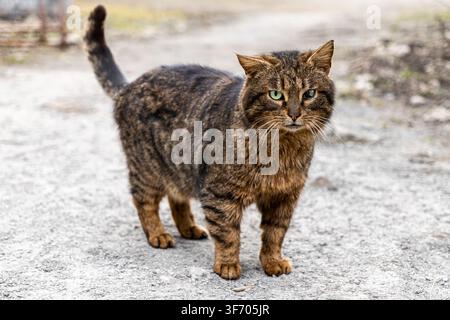 Die ausdrucksstarke braune getigerte Katze mit durchdringenden grünen Augen hält auf einem grauen Feldweg inne und verkörpert natürliche Neugier und Überlebensinstinkt in einer ruhigen, freien Stockfoto