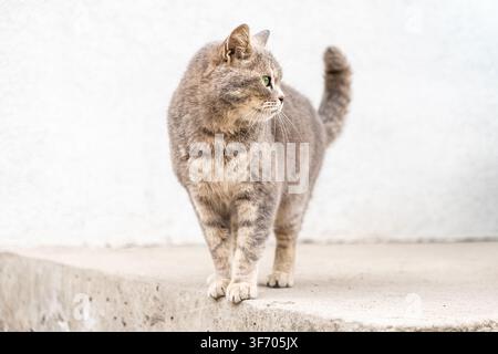 Eine graue Hauskatze mit hellgrünen Augen steht auf einer Steinmauer und zeigt ein wachsames und ruhiges Verhalten, während sie die Umgebung konzentriert erkundet Stockfoto
