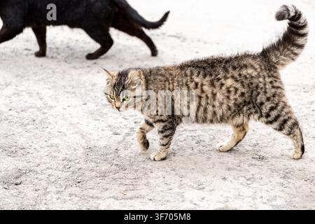Eine gestreifte Tabby-Katze geht mit Konzentration und Wachsamkeit über einen Kiesboden und spiegelt eine gewöhnliche städtische Umgebung wider, in der Haustiere frei umherstreifen Stockfoto