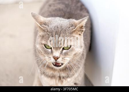 Eine konzentrierte graue Katze zeigt ihre Zähne, während sie im Freien knurrt, und fängt eine intensive Katzenstimmung ein mit scharfen grünen Augen, die die tierischen Instinkte hervorheben Stockfoto