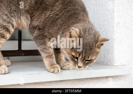 Eine getigerte Katze mit kurzem Fell lehnt sich auf einer Fensterbank vor und schaut mit konzentriertem Interesse nach unten auf den Boden, was eine neugierige Tierstimmung unterstreicht Stockfoto