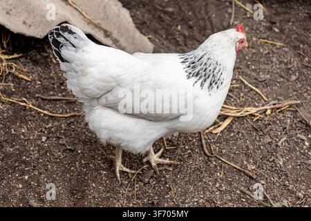 Nahaufnahme einer weißen Henne mit markanten schwarz gesprenkelten Halsfedern, die auf dunklem Boden steht, und die die Pflege von Hausgeflügel und landwirtschaftliche Praktiken veranschaulicht Stockfoto