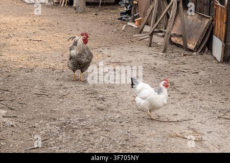 Erwachsene Hühner erkunden trockenen Dreck in einer rustikalen Hofeinstellung, wo Vögel frei nach Nahrung suchen, um traditionelle nachhaltige Landwirtschaftspraktiken und ein zu veranschaulichen Stockfoto