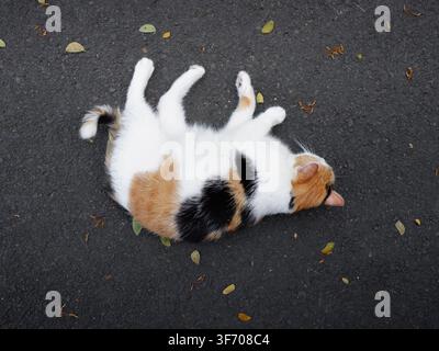 Eine Kaliko-Katze rollt auf dem Boden, während sie am Nachmittag draußen spielt Stockfoto
