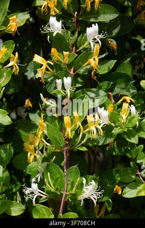Duftende weiße und gelbe Japanische Geißblattblüten (Lonicera japonica) in voller Blüte Stockfoto