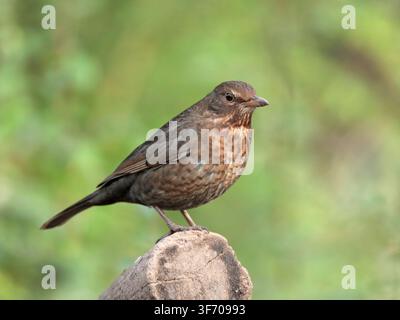 Schwarz Vogel Turdus merula, auf Baumstumpf sitzend, The Wirral, UK, Februar Stockfoto
