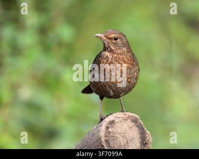 Schwarz Vogel Turdus merula, auf Baumstumpf sitzend, The Wirral, UK, Februar Stockfoto