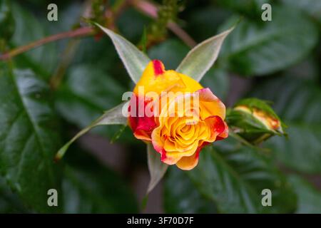 Makroaufnahme einer schönen gelben Rose mit roten Rändern, die in einem Garten blüht Stockfoto