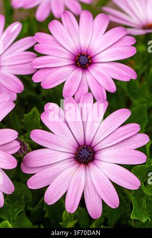 Schöne rosalila-afrikanische Gänseblümchen (Osteospermum) in Blüte Stockfoto