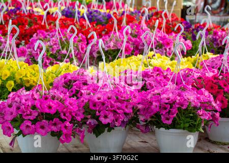 Bunte Petunienblüten in hängenden Töpfen, arrangiert auf einem Blumenmarkt oder in einem Gewächshaus Stockfoto