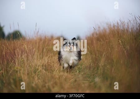 Ein Shetland Sheepdog rennt energisch auf die Kamera zu durch trockenes Gras. Die Bewegungsunschärfe im Hintergrund betont Geschwindigkeit und freudvolle Aktion. Stockfoto