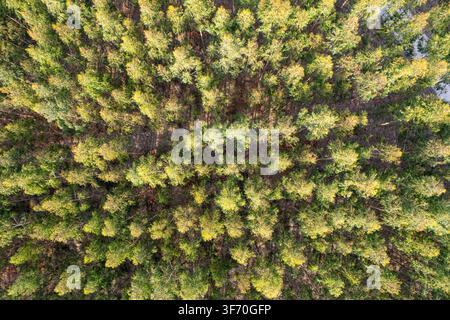 Schöner Naturhintergrund mit grünen Waldkronen von oben Stockfoto