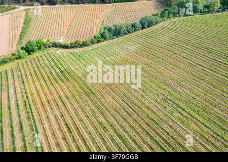Geometrische Muster der Weinbergreihen von oben Das Konzept von Ernte und Wein Stockfoto