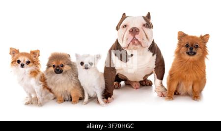 Männliche amerikanische Bully und kleine Hunde vor weißem Hintergrund Stockfoto
