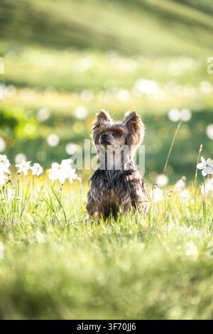 Yorkshire Terrier steht in einer üppigen Alpenwiese umgeben von weißen Blumen und weicher grüner Berglandschaft Stockfoto