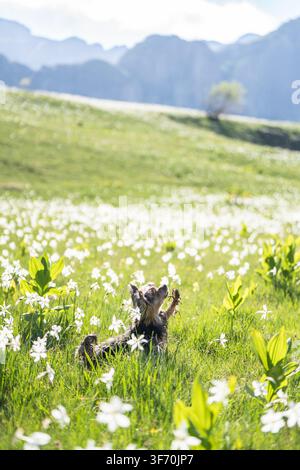Yorkshire Terrier steht zwischen blühenden weißen Wildblumen in einer üppigen Almwiese, mit wunderschöner Berglandschaft Stockfoto