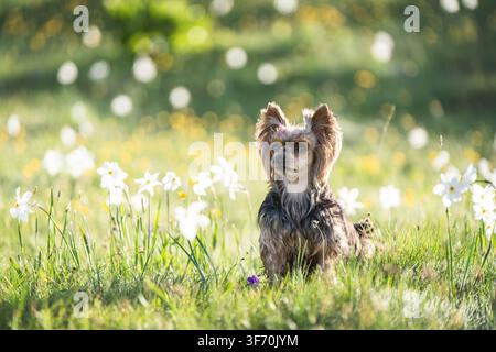 Yorkshire Terrier steht zwischen blühenden weißen Wildblumen in einer üppigen grünen Alm mit Bergen in der Ferne Stockfoto