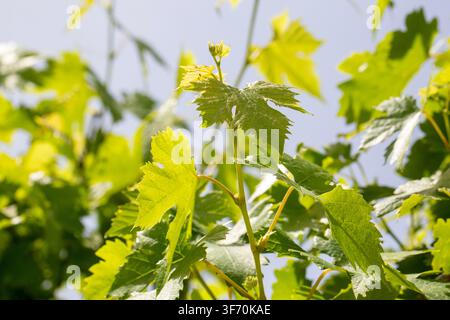Frische grüne Weinrebenblätter und Triebe blühen im Sonnenlicht in einem Weinberg Stockfoto