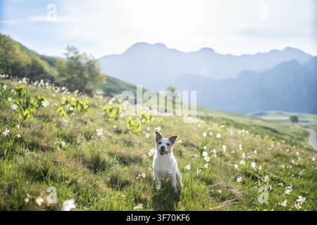 Jack Russell Terrier erkundet eine wunderschöne alpine Wiese, die mit weißen Wildblumen bedeckt ist, während sich Berge in der Ferne erheben Stockfoto