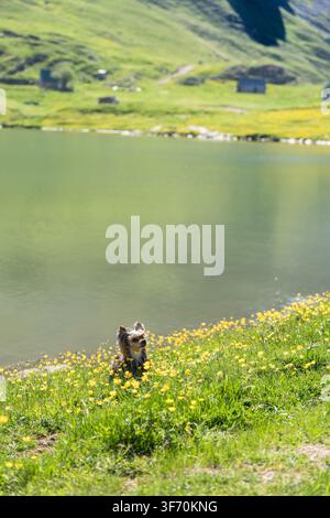 Yorkshire Terrier sitzt am grasbewachsenen Ufer eines Bergsees, umgeben von Wildblumen und atemberaubender grüner Berglandschaft Stockfoto