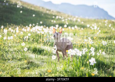 Xoloitzcuintli steht in einer alpinen Wiese voller weißer Wildblumen, umgeben von üppigen grünen Hügeln und fernen Bergen Stockfoto