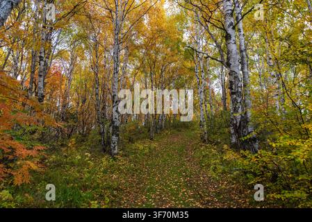 Viele Espen in einem Wald während der Herbstzeit Stockfoto