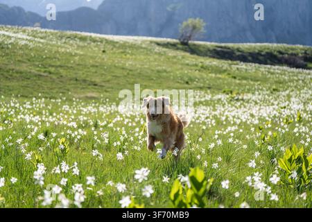 Nova Scotia Duck Tolling Retriever rennt zwischen blühenden weißen Wildblumen in einer üppigen Alpenwiese mit dramatischen Berggipfeln Stockfoto