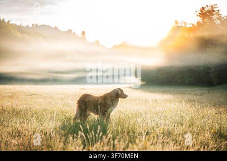 Nova Scotia Duck Tolling Retriever steht in hohem Wiesengras, umgeben von goldenem Sonnenlicht und nebliger Morgenstimmung Stockfoto