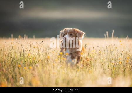 Nova Scotia Duck Tolling Retriever steht im hohen goldenen Gras bei Sonnenaufgang, umgeben von sanftem Morgennebel und warmem Sonnenlicht. Hochwertiges Foto Stockfoto