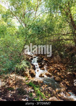 Ein kleiner Bach fließt über den felsigen Waldboden. Das Wasser stürzt über Steine in sonnendurchfluteter Vegetation. Die umliegenden Bäume zeigen üppiges Laub und gesprenkeltes Licht Stockfoto