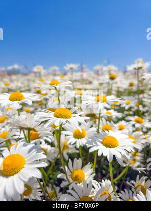 Sonnenbeschienene Wiese voller weißer Gänseblümchen mit gelben Mittelpunkten, umgeben von üppigem grünem Gras Stockfoto