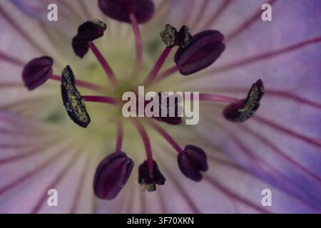 Buntes Blumenbeet im Siegener Schlossgarten in äußerster Nähe Stockfoto