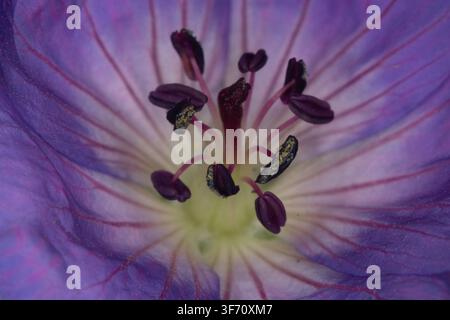 Buntes Blumenbeet im Siegener Schlossgarten in äußerster Nähe Stockfoto