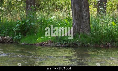 Fluss fließt sanft am Waldrand vorbei mit hohem Gras und Baumstämmen Stockfoto