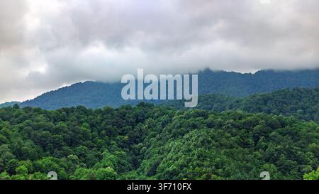 Wogende grüne Hügel, bedeckt mit dichtem Wald. Wolken ziehen über ferne Berggipfel. Üppige Vegetation füllt den Vordergrund Stockfoto