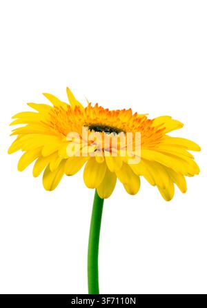 Einzige gelbe Gerbera-Gänseblümchenblüte an grünem Stiel. Helle Blütenblätter umgeben die dunkle Mitte. Isoliert auf reinweißem Hintergrund Stockfoto