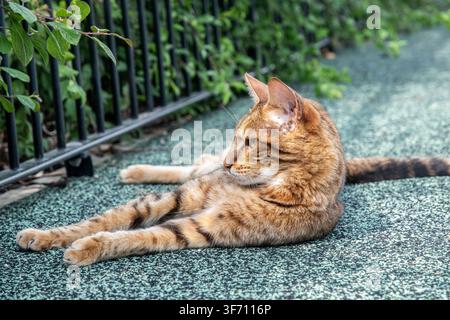 Brauner gefleckter Tabby-Kater ruht draußen, den Kopf aufmerksam zur Seite gewandt, während er seine Umgebung beobachtet. Stockfoto