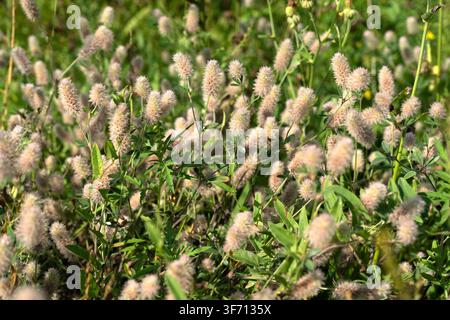 Hasenpfoten-Klee (Trifolium arvense) blüht auf einer sonnigen Wildblumenwiese mit weichen, blassrosa, flauschigen Blütenköpfen und grünem Laub. Stockfoto