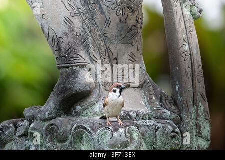 Eine eurasische Baumschwalbe auf einer Statue in Bali, Indonesien. Stockfoto
