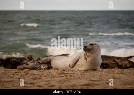 Graue Robben ruhen auf dem Sand am Horsey Beach in Norfolk, mit der Nordsee und bewölktem Küstenhimmel hinter der Kolonie Stockfoto